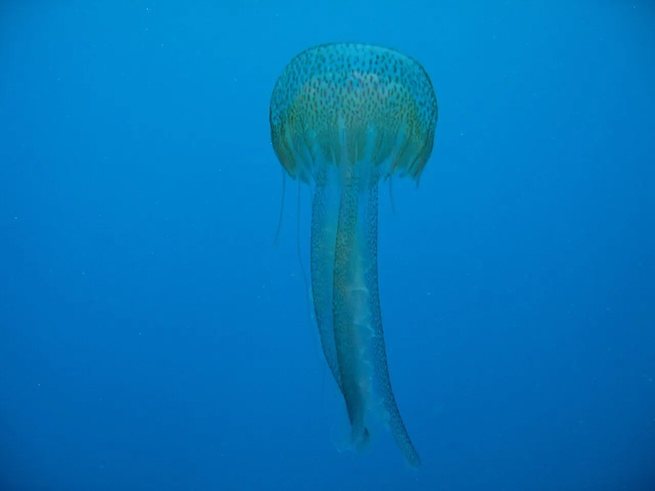 Meduse del Mediterraneo pericolose