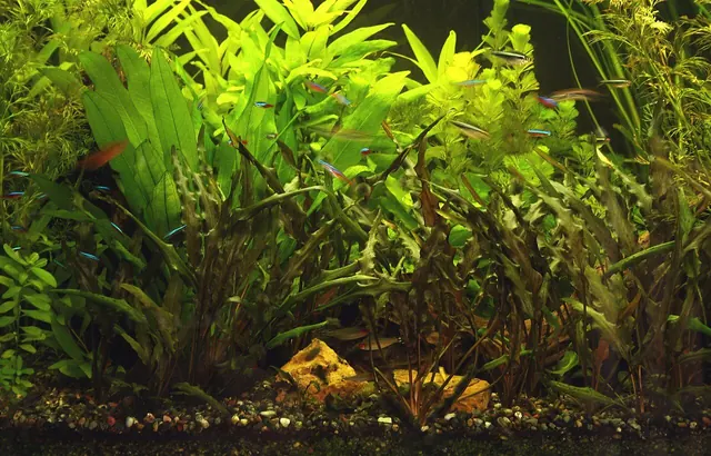 Maturazione dell'acquario: tempi