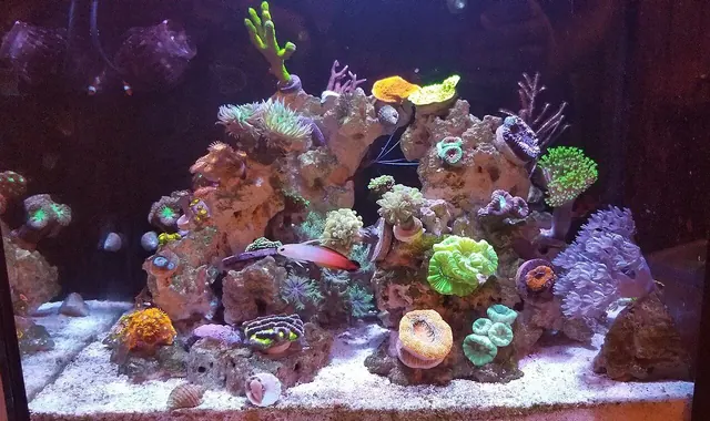 Acquario dolce o marino