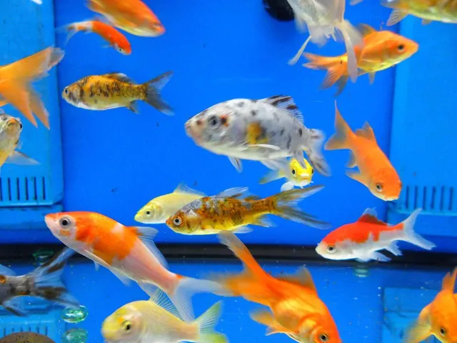Acqua torbida in acquario