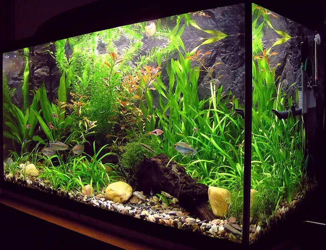 Acquario in classe
