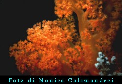 Il concorso è diviso in due categorie che saranno valutate separatamente (1999) – immagine 2