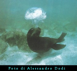 Subacquea: guide e approfondimenti – immagine 6