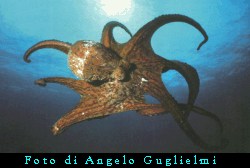 Il concorso è diviso in due categorie che saranno valutate separatamente (1999) – immagine 3