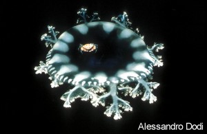 I vincitori del concorso 2003 Il Mare… in Camera — Categoria: affermati · parte 1 – immagine 4