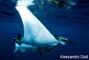 I vincitori del concorso 2003 Il Mare… in Camera — Categoria: affermati · parte 1 – immagine 3