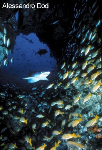 I vincitori del concorso 2003 Il Mare… in Camera — Categoria: affermati · parte 1 – immagine 2