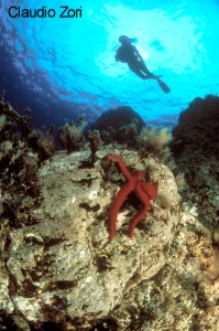 I vincitori del concorso 2002 Il Mare… in Camera — Categoria: esordienti (2003) – immagine 2