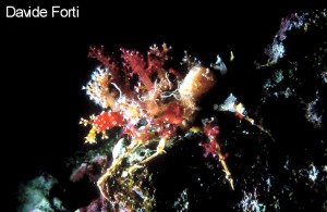 I vincitori del concorso 2003 Il Mare… in Camera — Categoria: affermati · parte 2 – immagine 4