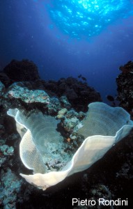 I vincitori del concorso 2002 Il Mare… in Camera — Categoria: esordienti — Luigi Ravelli (I) (2003) – immagine 3