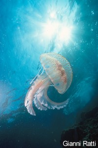 Il Mare a Milano: l'archivio delle edizioni – immagine 99