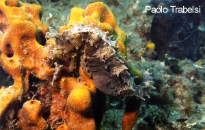 I vincitori del concorso 2003 Il Mare… in Camera — Foto di interesse biologico – immagine 2
