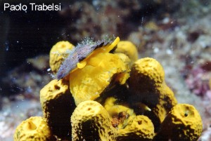 I vincitori del concorso 2003 Il Mare… in Camera — Foto di interesse biologico – immagine 3
