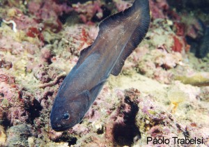 I vincitori del concorso 2003 Il Mare… in Camera — Foto di interesse biologico – immagine 4