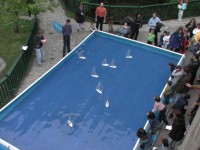 Dieci giorni di arte, gioco, scienza ed avventura — Programma per i piu' GIOVANI (2003) – immagine 8