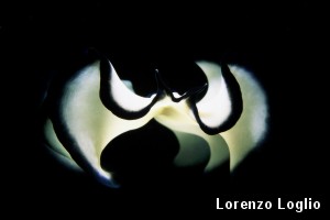 Il Mare a Milano: l'archivio delle edizioni – immagine 79