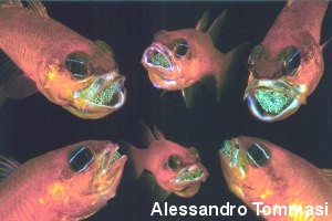 © ALESSANDRO TOMMASI