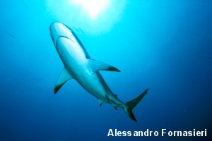© ALESSANDRO FORNASIERI