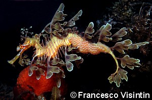 © Francesco Visintin
