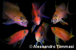 © Alessandro Tommasi