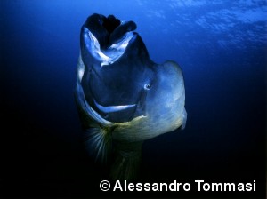 © Alessandro Tommasi