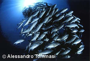 © Alessandro Tommasi