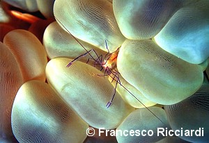 Winners of 2005 competition Il Mare a Milano — Category: beginners — Section: macro – immagine 4