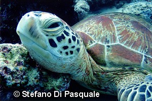© Stefano Di Pasquale