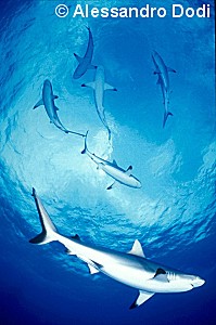 I vincitori del concorso 2005 Il Mare a Milano — Categoria: affermati © – immagine 5
