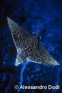 I vincitori del concorso 2005 Il Mare a Milano — Categoria: affermati © – immagine 4