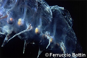 Winners of 2005 competition Il Mare a Milano — Category: beginners — Section: macro – immagine 8