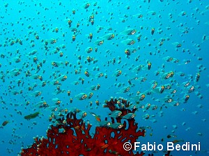 © Bedini Fabio