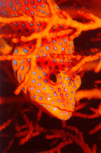 Acquadro Clemente 01