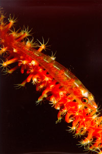 Acquadro Clemente 02
