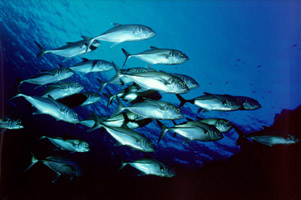 Acquadro Clemente 03