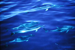 Fumagalli Chiara