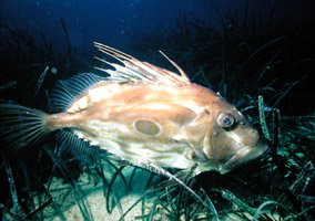 Umili Cristian mediterranea